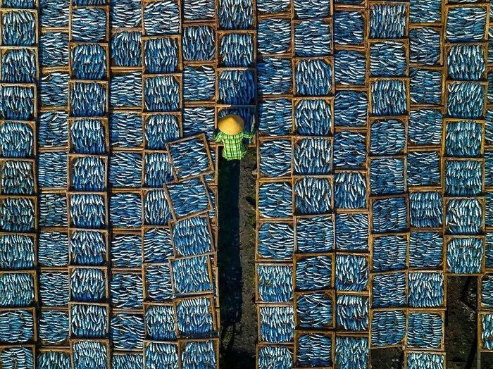 Aerial view of a person in a hat walking among rows of fish baskets, creating an amusing visual pattern.