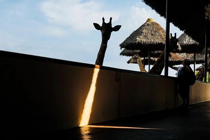 Giraffes peeking over a wall under straw thatched roofs, casting shadows in the sunlight; an amusing scene captured.