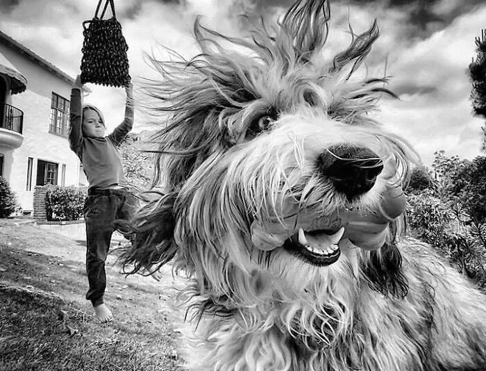 Fluffy dog with windblown fur in front, child hanging onto a rope swing in the background, creating amusing photo moment.