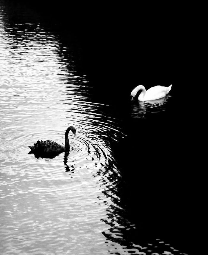 Black and white photo of two swans on the water, one black and one white, creating an amusing visual contrast.