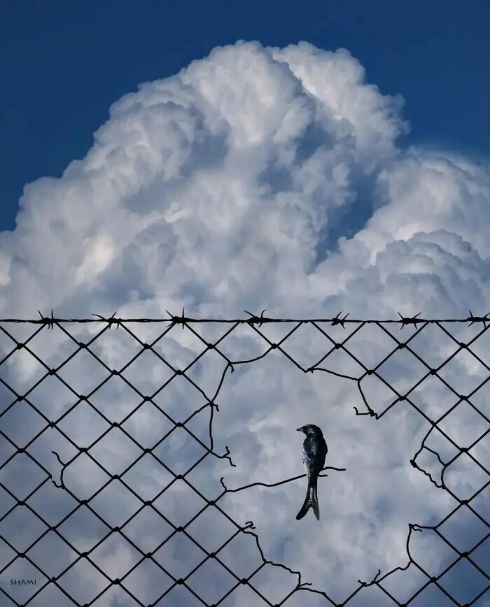 Bird perched on a hole in barbed wire against a bright, cloudy sky, embodying amusing photography themes.