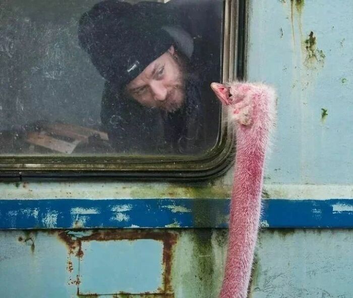 Man and emu face-off through a window, capturing an amusing photo moment.