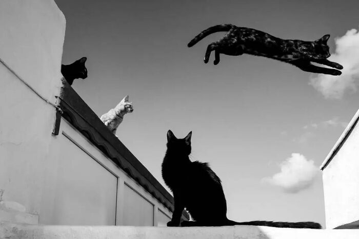 Four cats on a rooftop, one mid-leap, against a cloudy sky, creating an amusing photo moment.