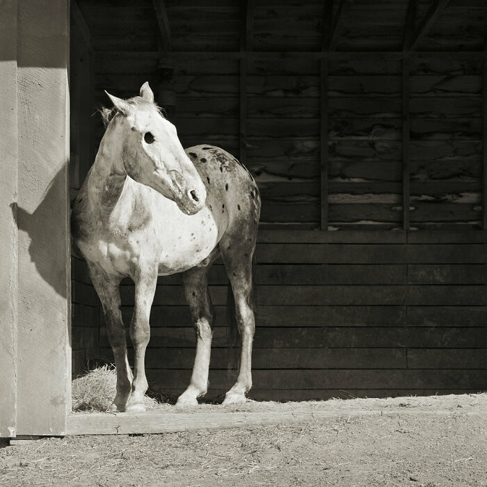 &ldquo;Allowed To Grow Old&rdquo; Showcases The Portraits Of Elderly Animals Captured By Photographer Dealing With A Fear Of Old Age