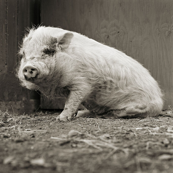 &ldquo;Allowed To Grow Old&rdquo; Showcases The Portraits Of Elderly Animals Captured By Photographer Dealing With A Fear Of Old Age