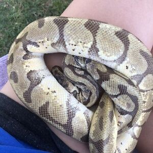 alethearentzios_1 avatar