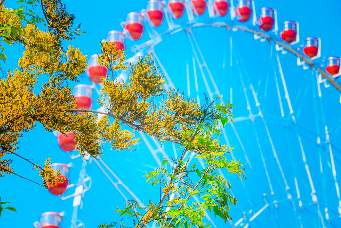 Summer In Vietnam Is Like Autumn In Korea (5 Pics)