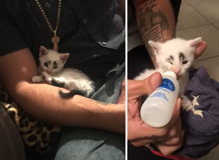 This Cat&rsquo;s Expressions Get Exaggerated By His Unique Markings That Look Like Eyebrows