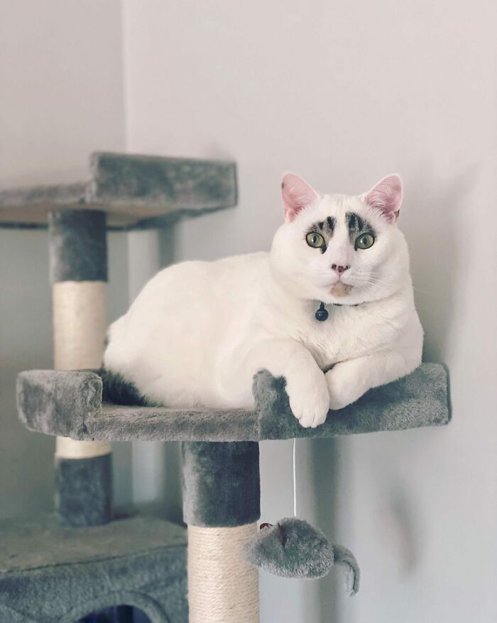This Cat&rsquo;s Expressions Get Exaggerated By His Unique Markings That Look Like Eyebrows