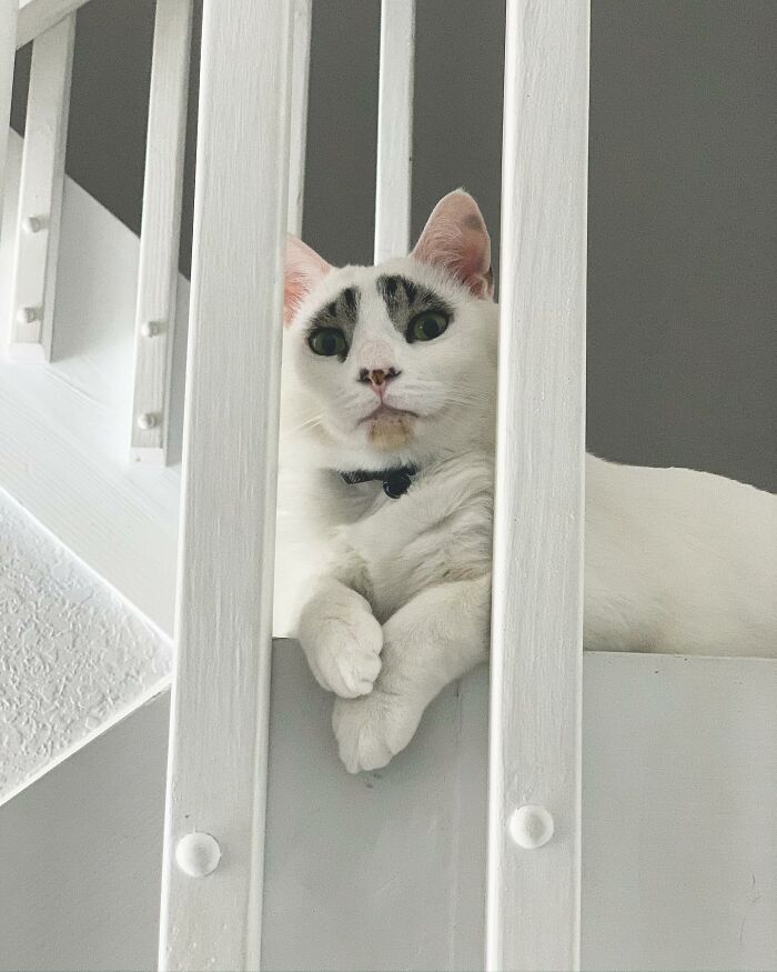 This Cat&rsquo;s Expressions Get Exaggerated By His Unique Markings That Look Like Eyebrows