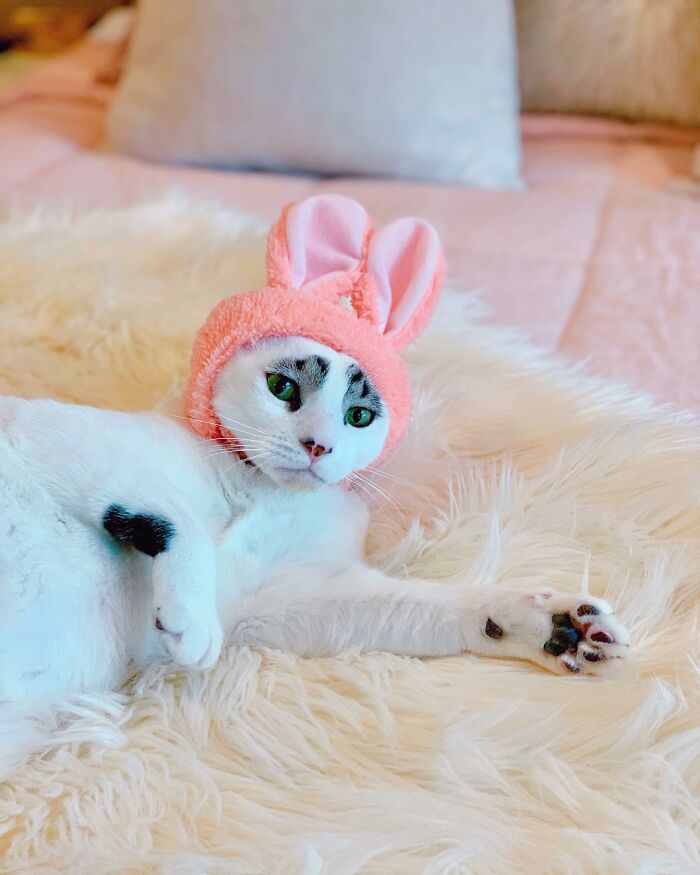 This Cat&rsquo;s Expressions Get Exaggerated By His Unique Markings That Look Like Eyebrows