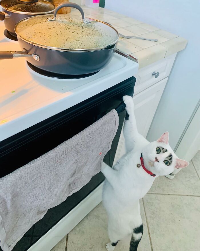This Cat&rsquo;s Expressions Get Exaggerated By His Unique Markings That Look Like Eyebrows