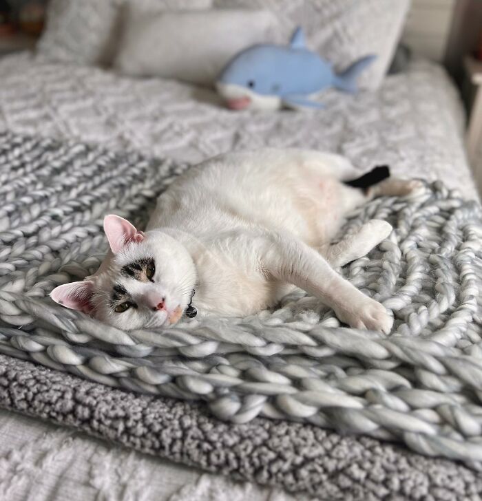 This Cat&rsquo;s Expressions Get Exaggerated By His Unique Markings That Look Like Eyebrows