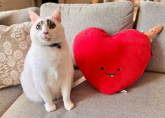 This Cat&rsquo;s Expressions Get Exaggerated By His Unique Markings That Look Like Eyebrows