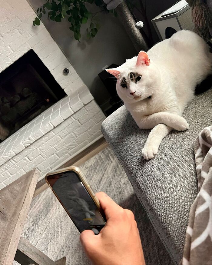 This Cat&rsquo;s Expressions Get Exaggerated By His Unique Markings That Look Like Eyebrows