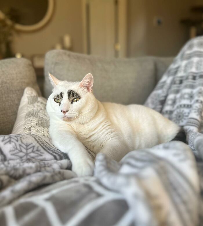 This Cat&rsquo;s Expressions Get Exaggerated By His Unique Markings That Look Like Eyebrows