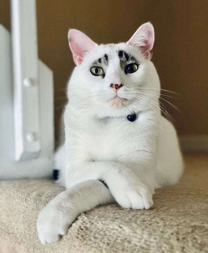 This Cat&rsquo;s Expressions Get Exaggerated By His Unique Markings That Look Like Eyebrows