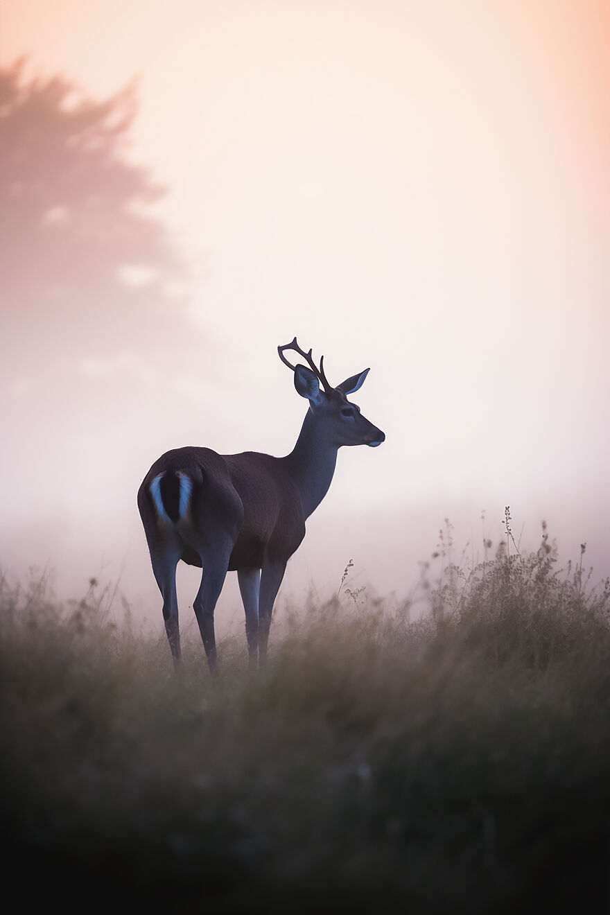 40 Images Depicting The Beauty Of Nature At Dawn