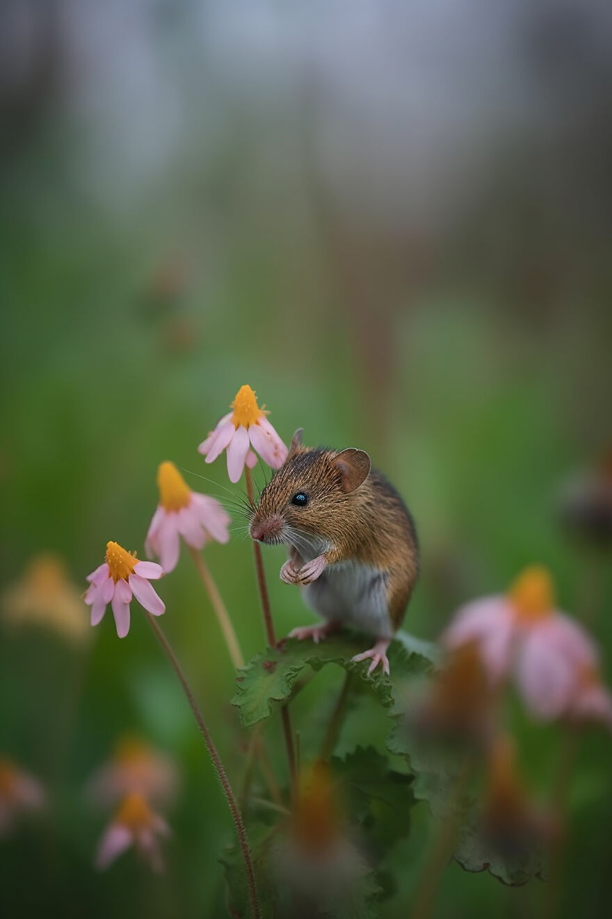 40 Images Depicting The Beauty Of Nature At Dawn