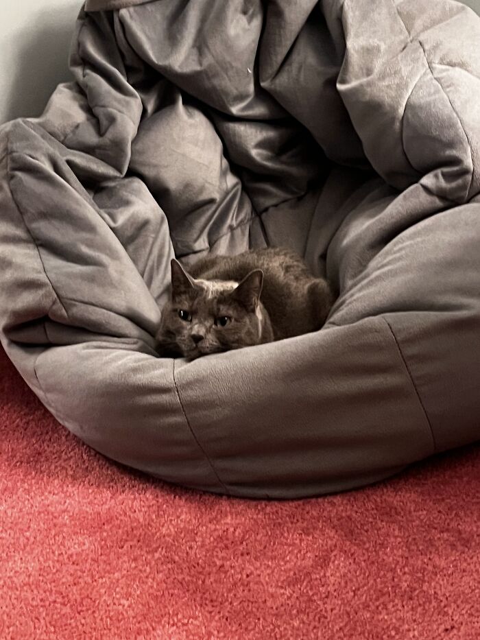 Go Sit Somewhere Else Hooman