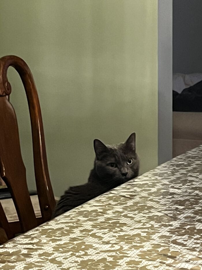 How Did You Know I Was A Cat?