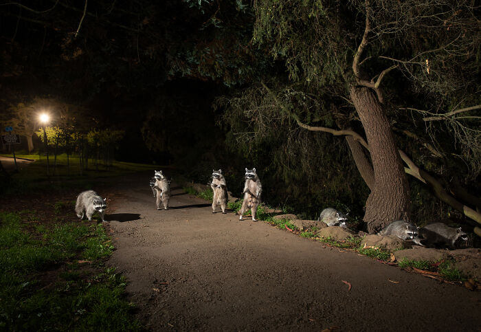 "Cities Gone Wild", Project Shows Wild Animals Adapting To Urban Environments