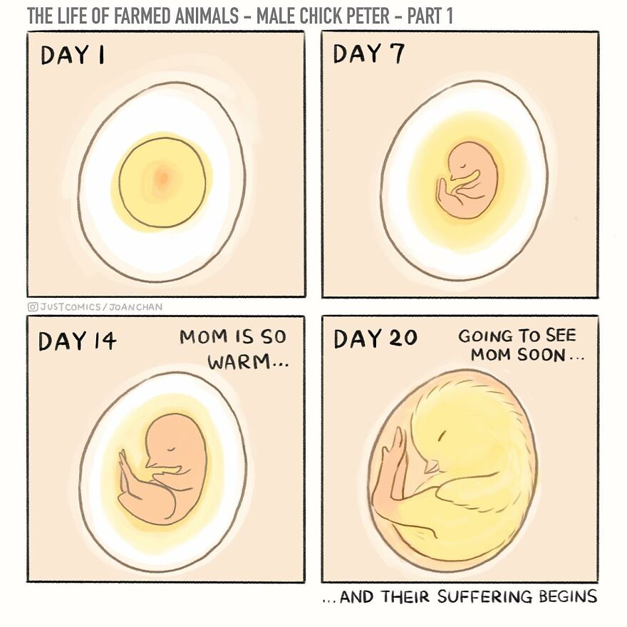 New Heartbreaking Comics About Animal Abuse And Factory Farming By Joan Chan New Heartbreaking Comics About Animal Abuse And Factory Farming By Joan Chan
