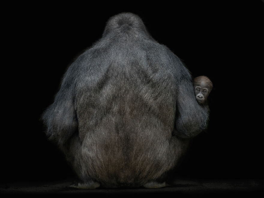 Curious Baby By Pedro Jarque Krebs