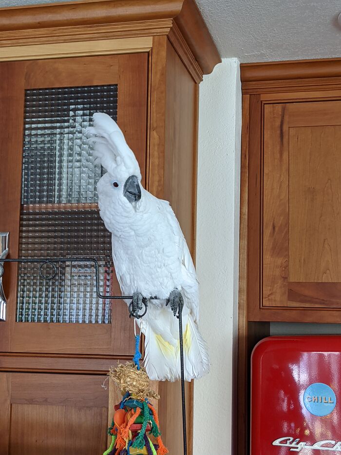 My Friend's Cockatoo Bella