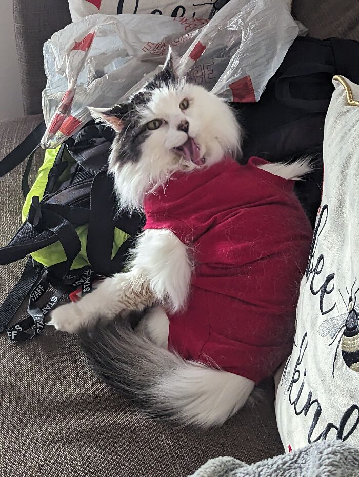 Alvin In His Post Op Jumpsuit