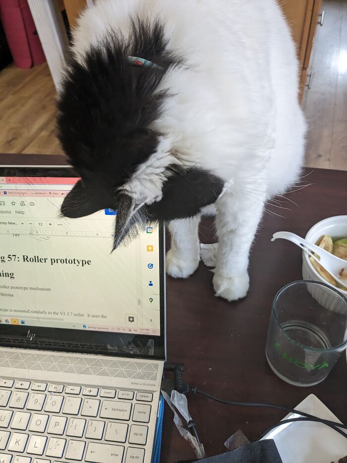 He Always Rubs His Face Against My Laptop When I'm Working On Things ❤️