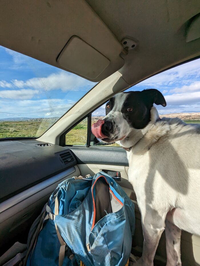 Pepperoni Pizza Pie (Pepper) At Carrizo Plain