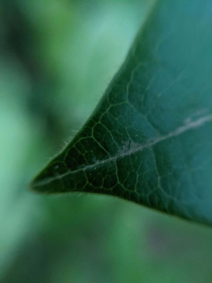 Working On Macro Photography With A Cheap Macro Camera