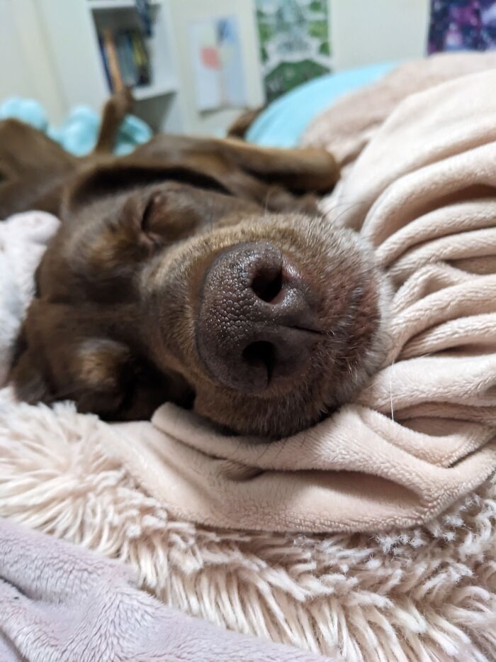 This Picture Of My Dog That Has His Nose In Focus But Nothing Else