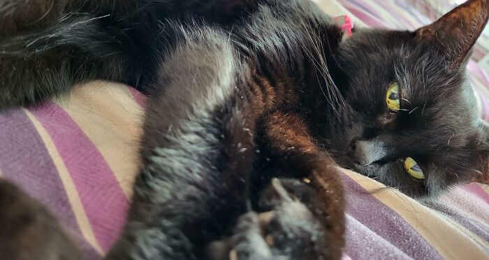 This Community For Pet Owners Helps Them To Understand If Their Pet’s Actually A Jerk (33 Examples)