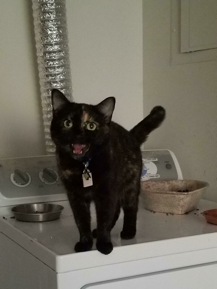 This Community For Pet Owners Helps Them To Understand If Their Pet’s Actually A Jerk (33 Examples)