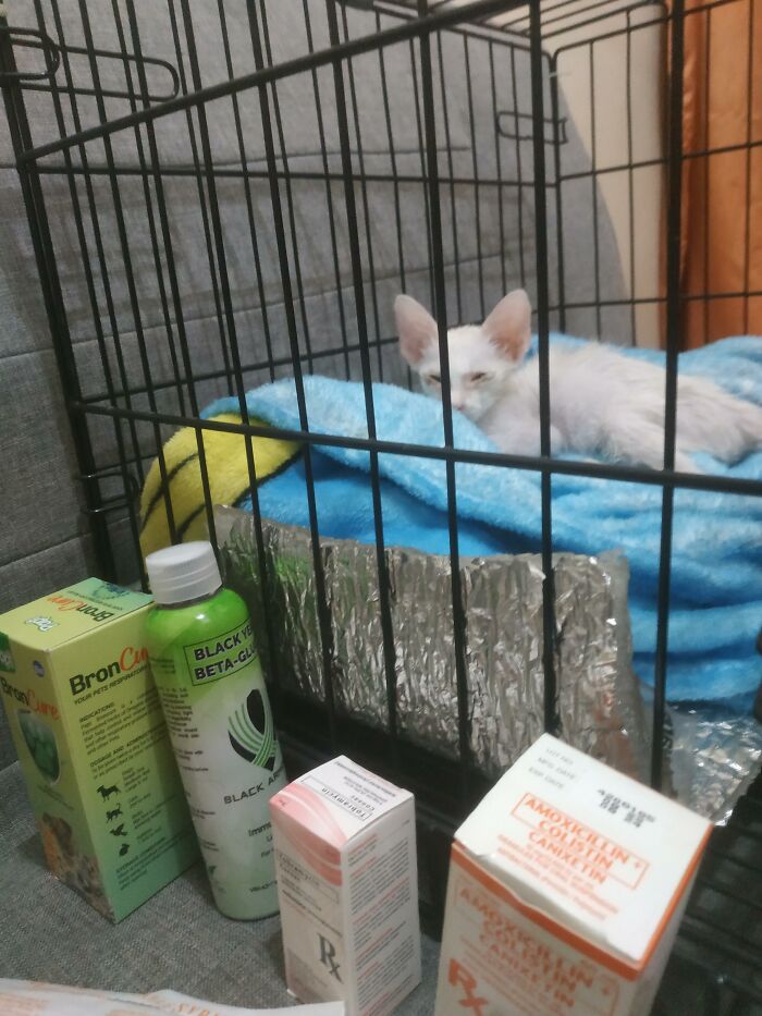 Guy Finds An Abandoned Kitten Glued To An Object, Asks Help From Reddit Users, And Provides The Kitten A Forever Home Following The Journey To Recovery