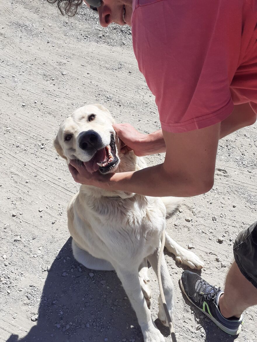 We're Never Short Of Affection At The Adana Dog Rescue Centre (12 Pics)