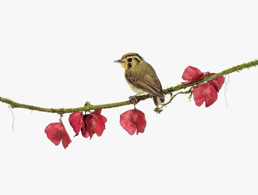 Golden-Crowned Spadebill