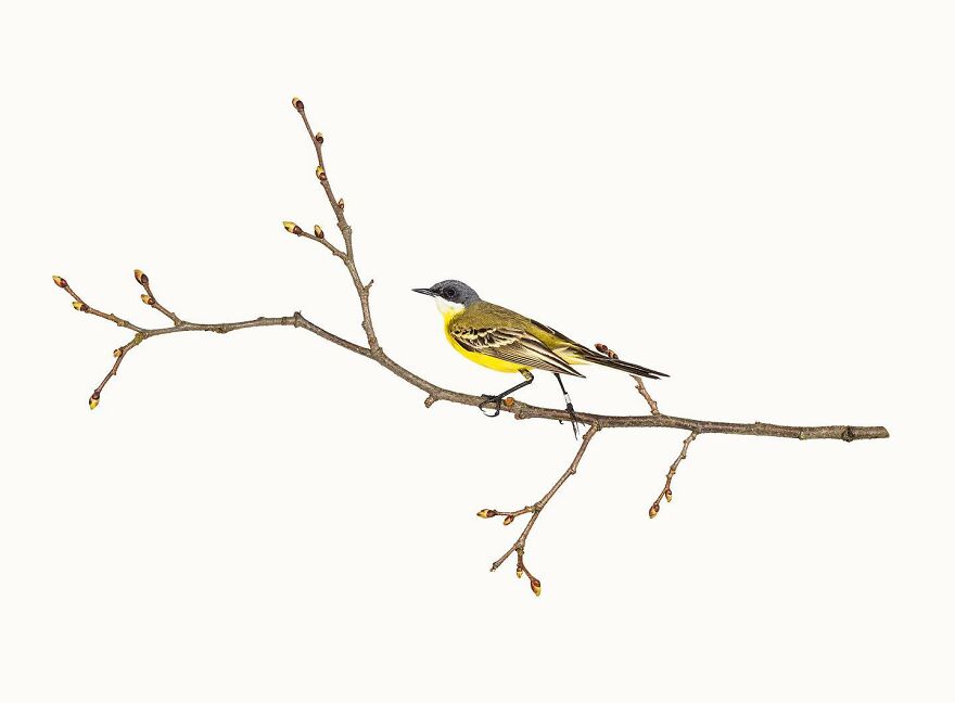 Motacillla Flava (Yellow Wagtail)