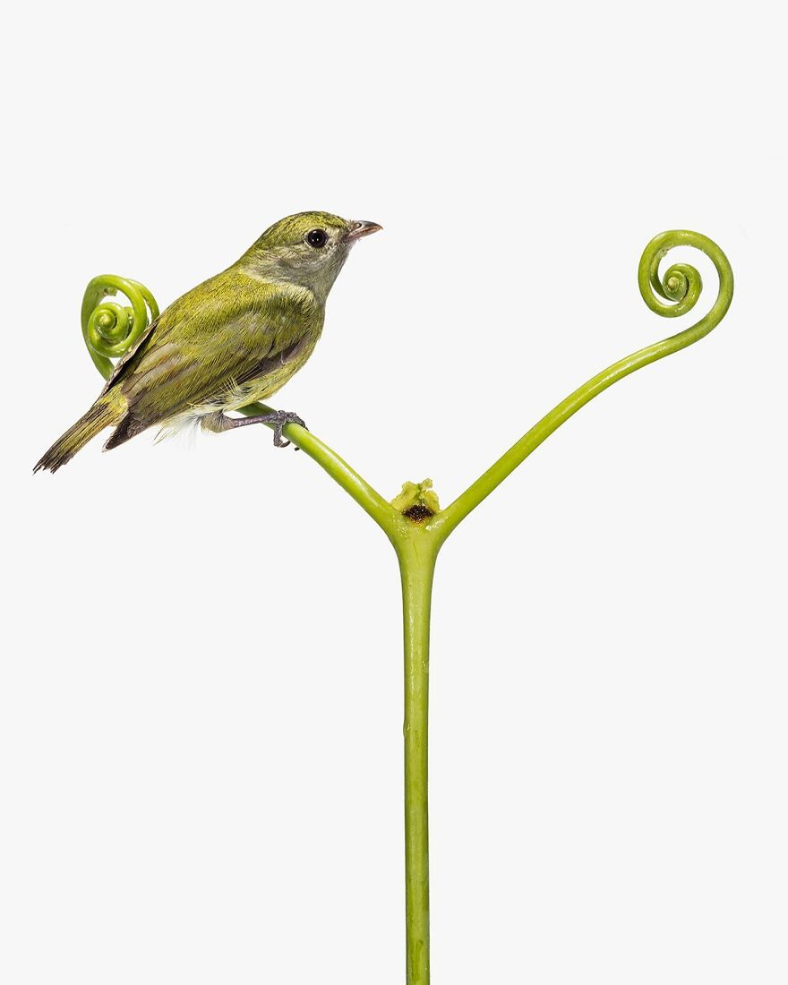 Ochre-Bellied Flycatcher