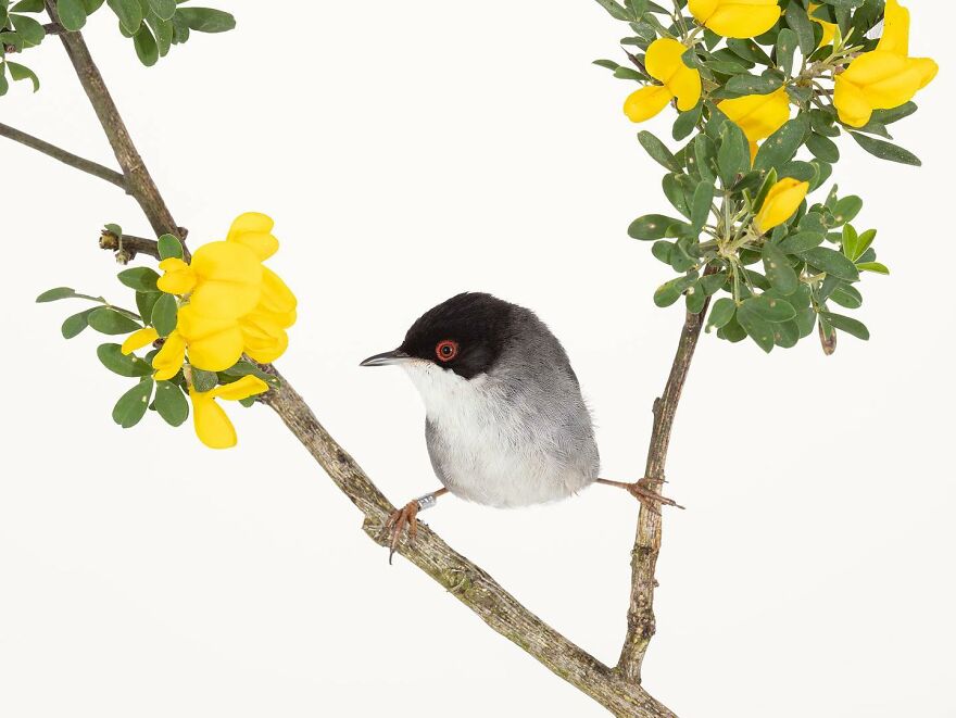 Sardinian Warbler