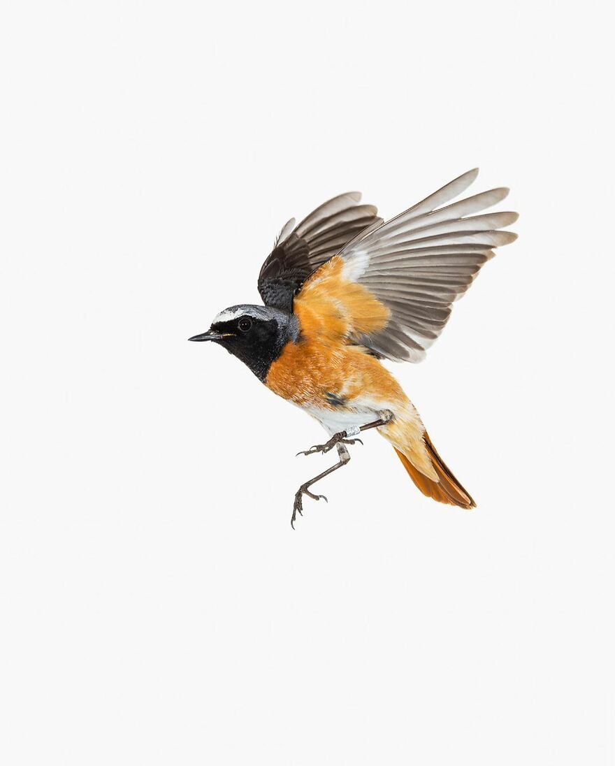 Phoenicurus Phoenicurus