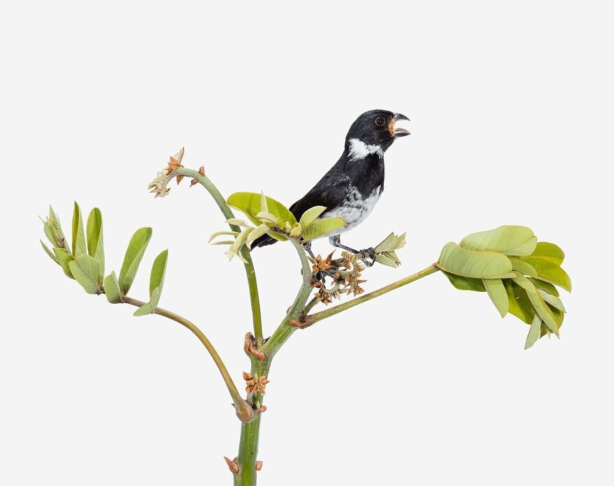 Sporophila Corvina (The Variable Seedeater)