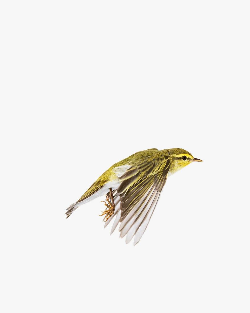 Wood Warbler