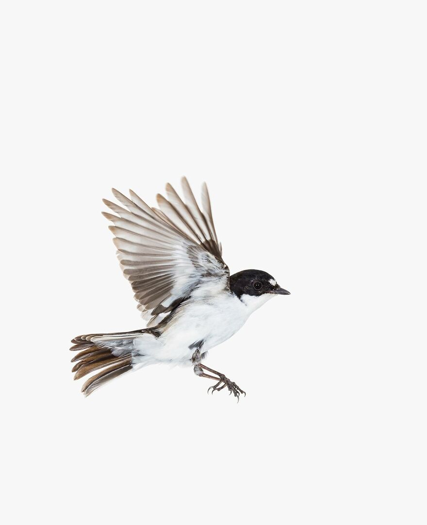 Ficedula Hypoleuca (The European Pied Flycatcher)