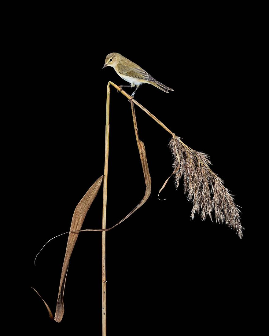 Phylloscopus Collybita