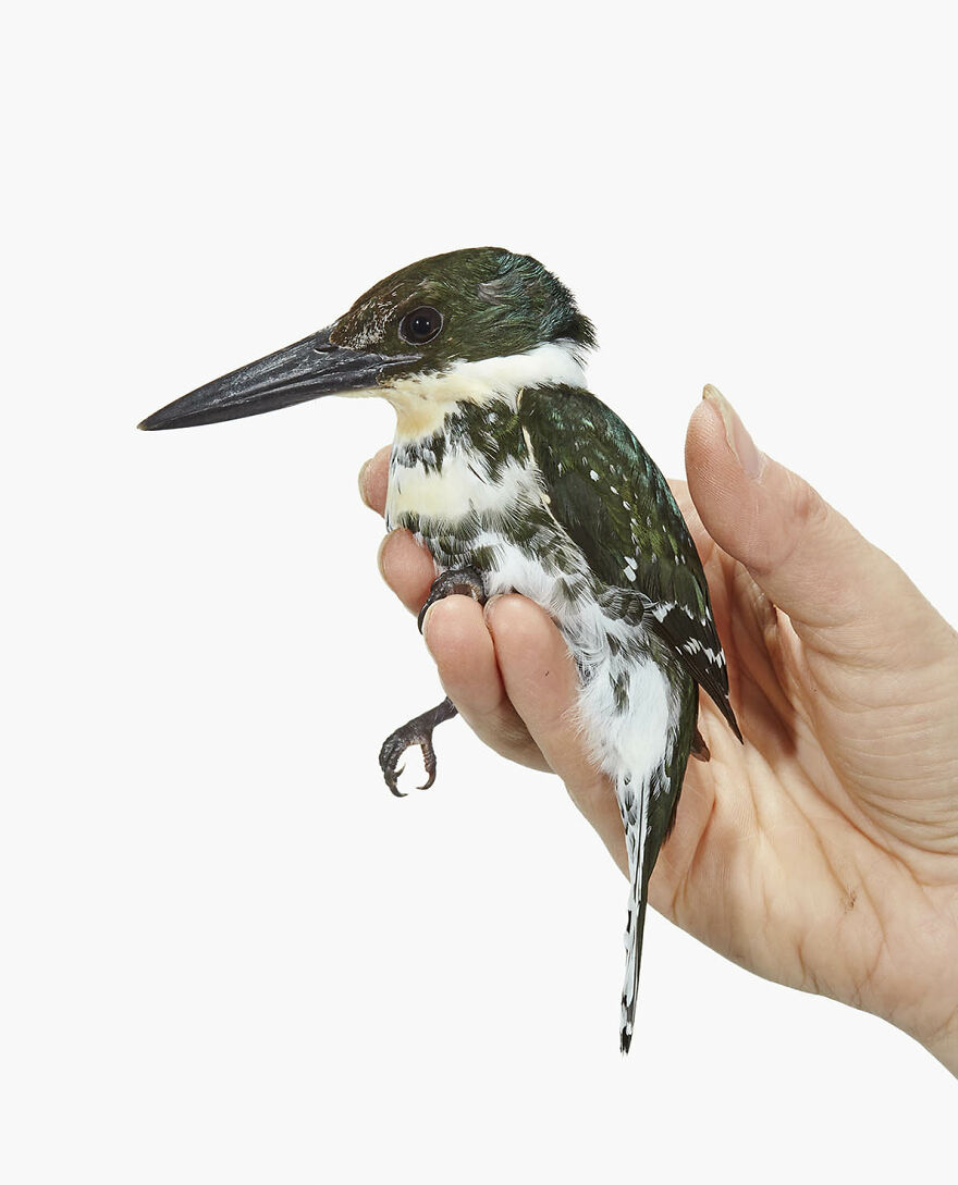 Chloroceryle Americana