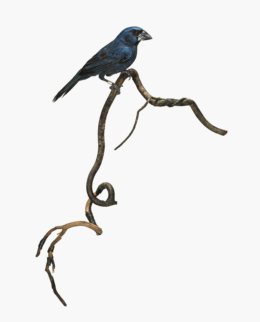 Cyanocompsa Cyanoides