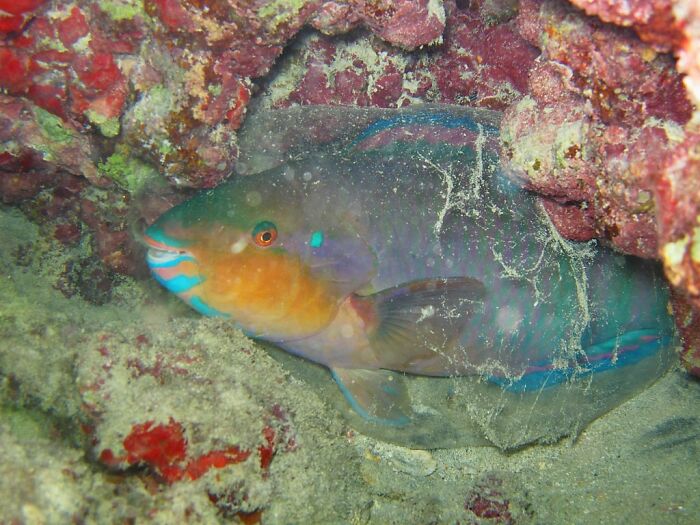 Parrotfish at the bottom of the sea 